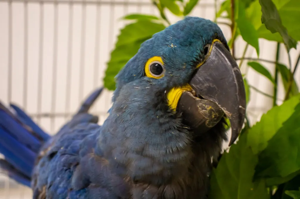 A arara-azul-grande em plano médio está com o corpo virado ligeiramente para a direita e a cabeça virada para a direita. Sua plumagem é azul-cobalto. Seus olhos redondos e pretos são cercados por um anel amarelo brilhante e há um anel amarelo brilhante em forma de meia-lua em volta de sua mandíbula inferior. Seu bico preto e curvo está fechado e manchado com um pouco de sujeira amarela. Há pequenas e finas manchas na cabeça da arara. Seus ombros estão curvados. A arara está no centro, perto do lado direito da imagem. Uma grade de gaiola de arame vertical e branca está à esquerda atrás dela, e a gaiola está fora de foco. O lado esquerdo do fundo é branco. Um grande cacho de folhas verdes largas está à direita e atrás da arara. A iluminação é suave e uniforme