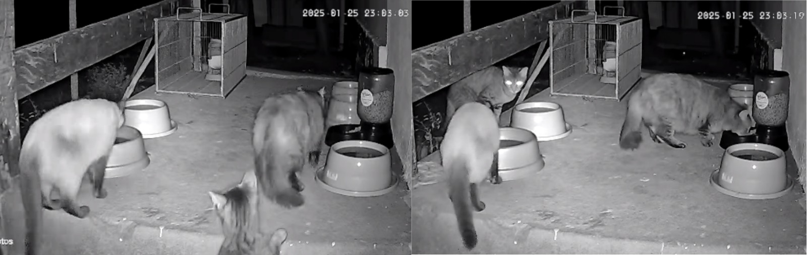 Mais de 30 gatos são remanejados em megaoperação durante ampliação do Aeroporto de Congonhas