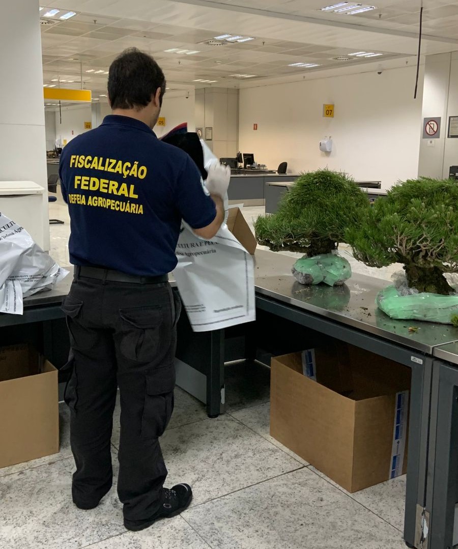 Auditores fiscais federais agropecuários identificam bonsais com aracnídeos em bagagem irregular no Aeroporto de Guarulhos