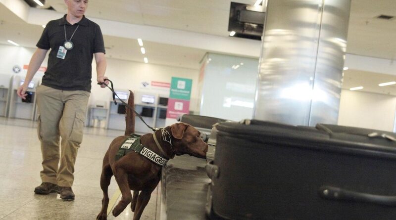 Cães farejadores são treinados para identificar produtos com entrada proibida no Brasil. (Crédito: Divulgação/Anffa Sindical)