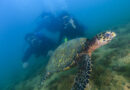 tartaruga - Thiago Guirado/ Sectur Ilhabela