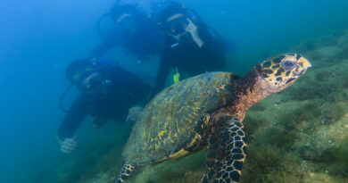 tartaruga - Thiago Guirado/ Sectur Ilhabela